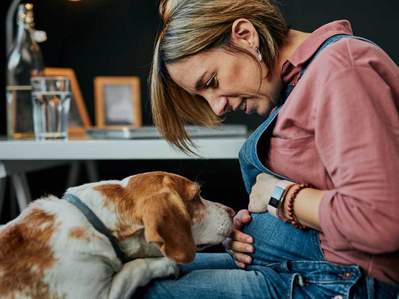 Schwangere Frau sitzt auf einem Stuhl und h&auml;lt ihren Bauch fest. Ihr Hund hat sich mit den Vorderpfoten auf ihre Knie gest&uuml;tzt und schnuppert am Babybauch.