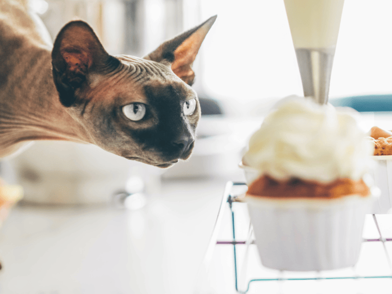 Frau dekoriert hausgemachten Cupcake mit Sahne und Katze beobachtet diesen Prozess.