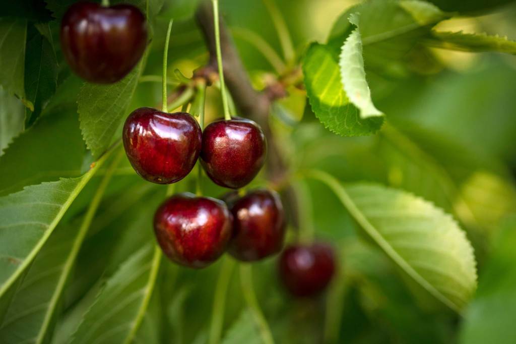 Kirschen als Hausmittel gegen Kopfschmerzen Kirschen am Baum