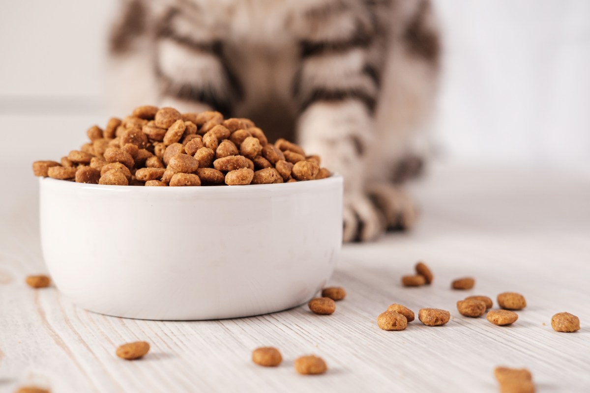 Napf mit Trockenfutter vor Katze
