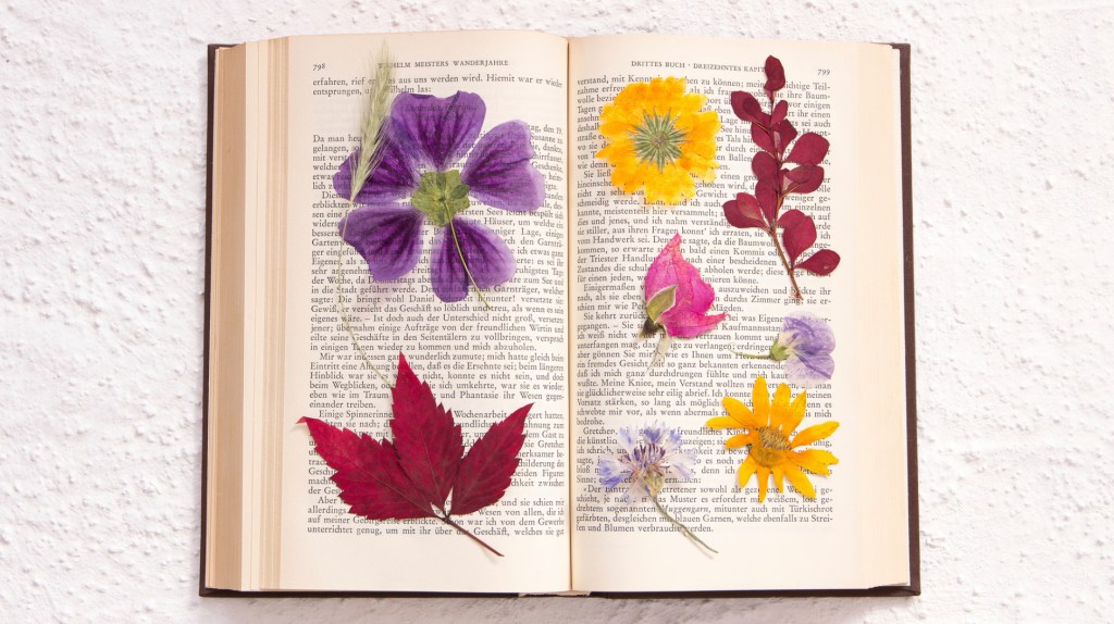 Gepresste Bl&uuml;ten in einem Buch.