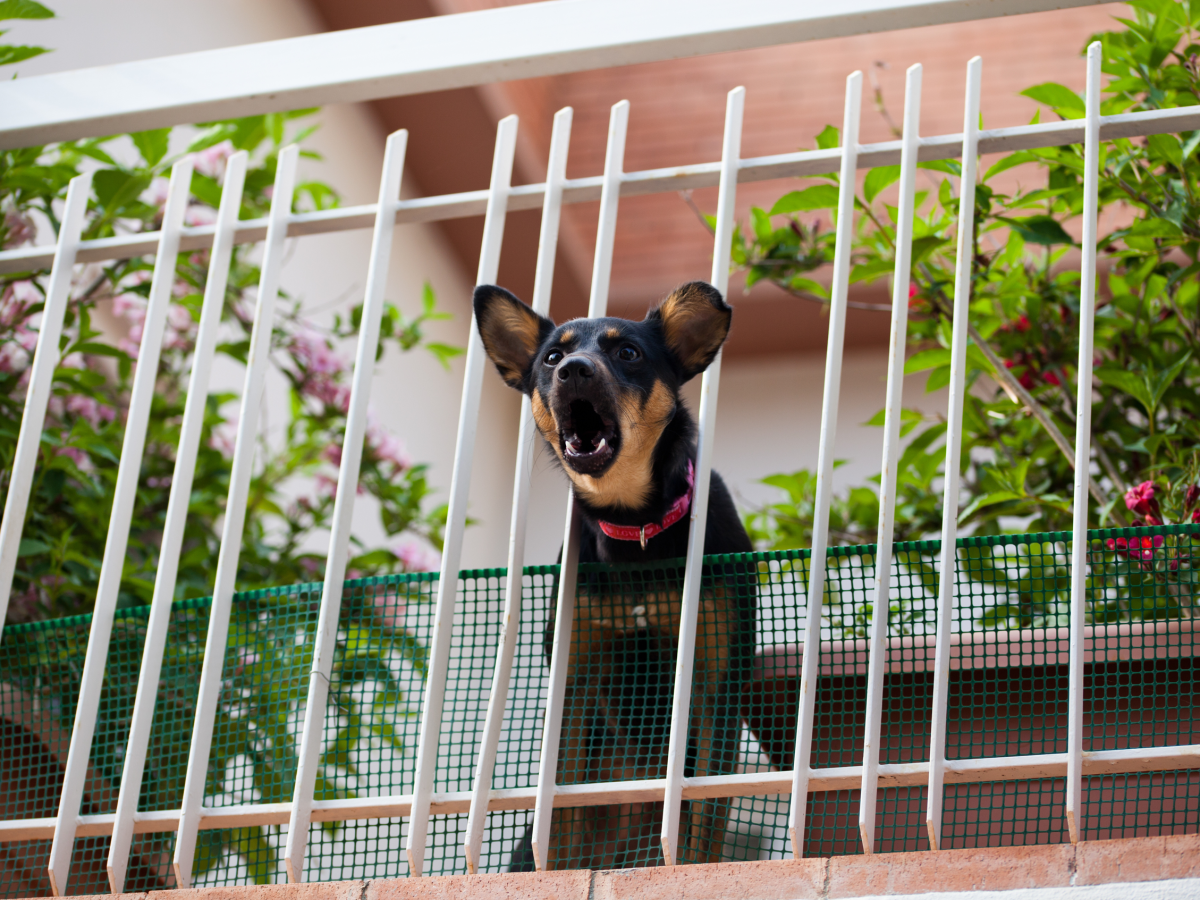 Schwarz-brauner Hund bellt aufgeregt hinter wei&szlig;em Balkongitter, umgeben von bl&uuml;henden Pflanzen.