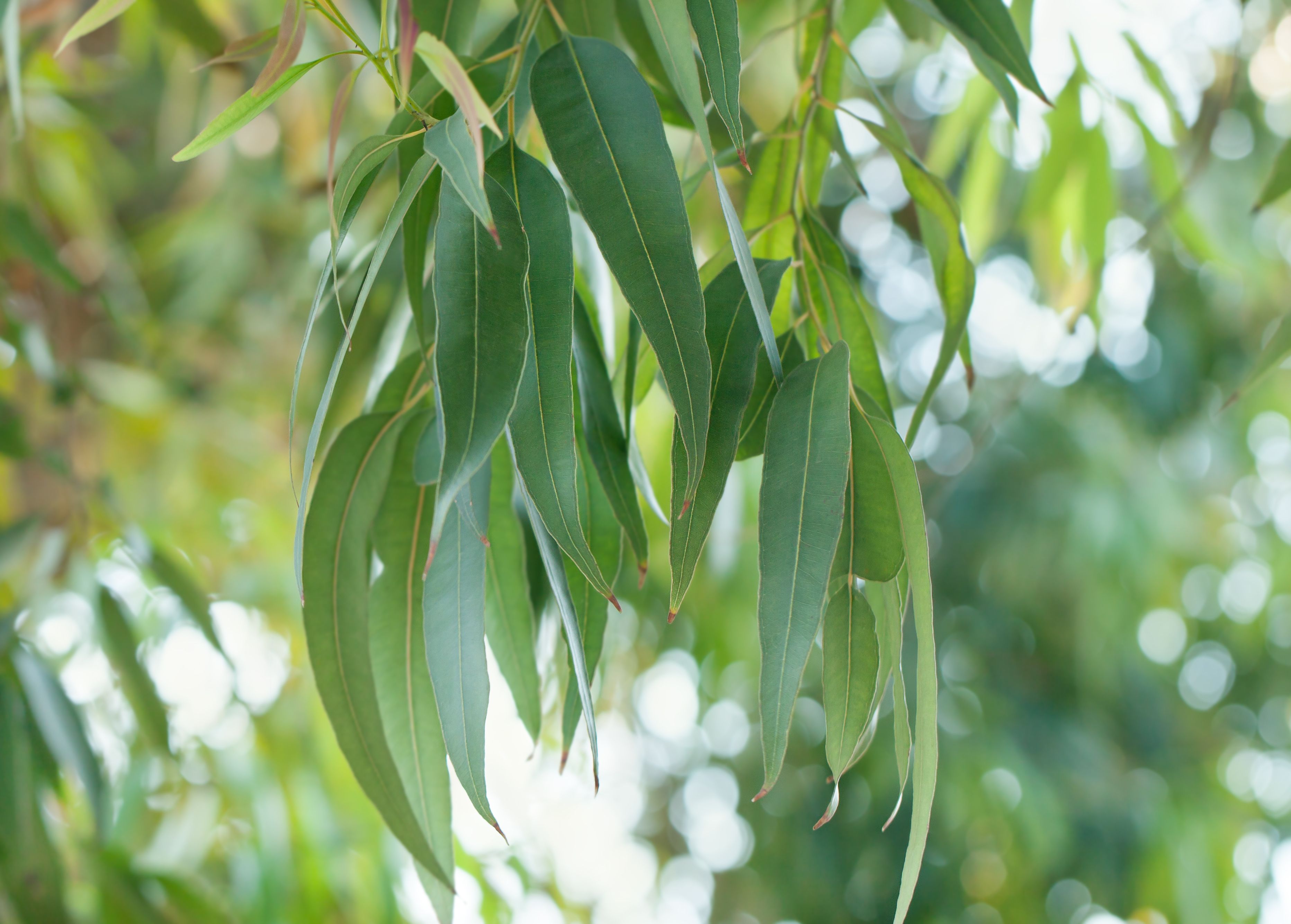 Zitronen-Eukalyptus geh&ouml;rt zu den Pflanzen, die Stechm&uuml;cken vertreiben