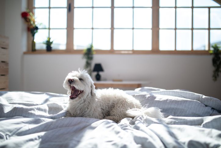 Wei&szlig;er Hund im Bett