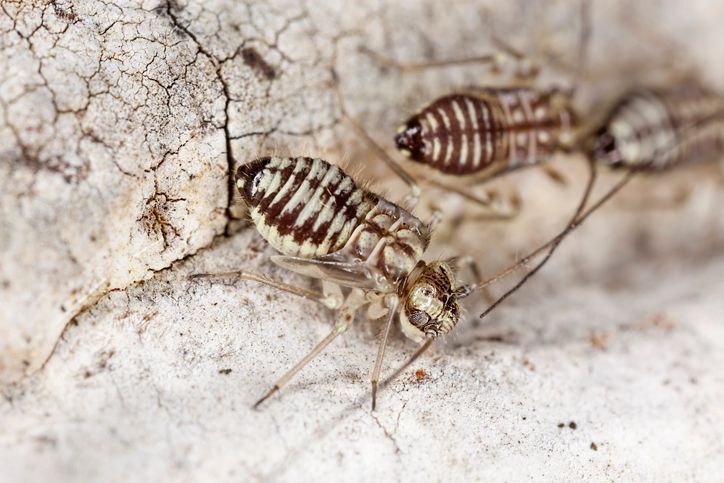 Psocoptera oder auch Staubl&auml;use umfassen mehrere Tausend Arten.