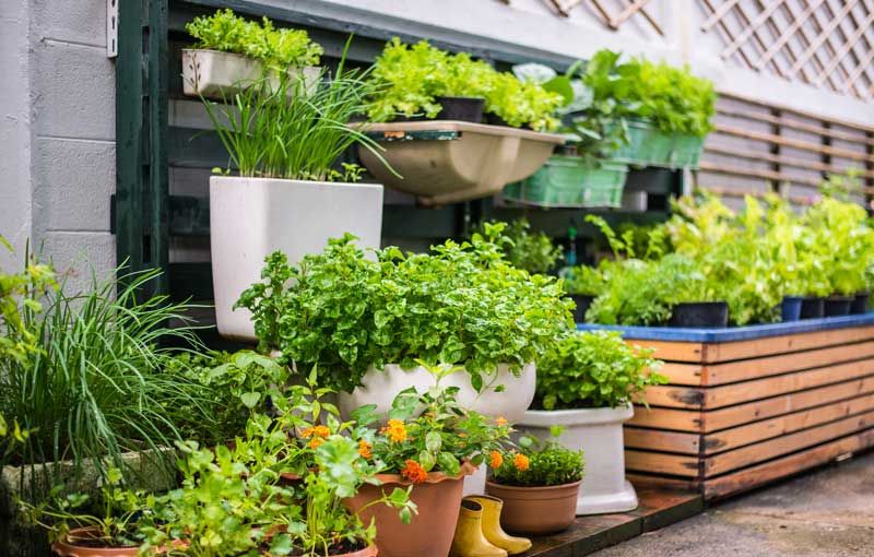 Kräuter anpflanzen auf der Terrasse Kräuter anpflanzen auf der Terrasse