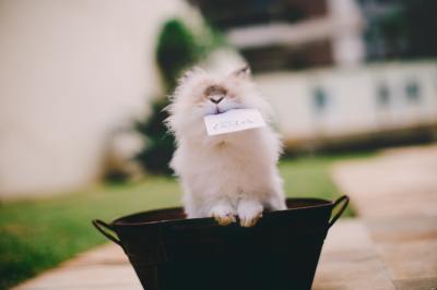 Der Osterhase als Fruchtbarkeitssymbol Der Osterhase als Fruchtbarkeitssymbol