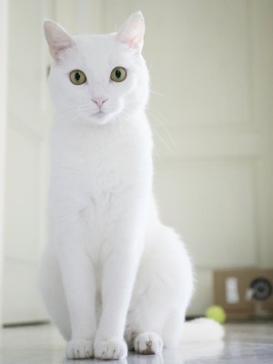Wei&szlig;e Katzen