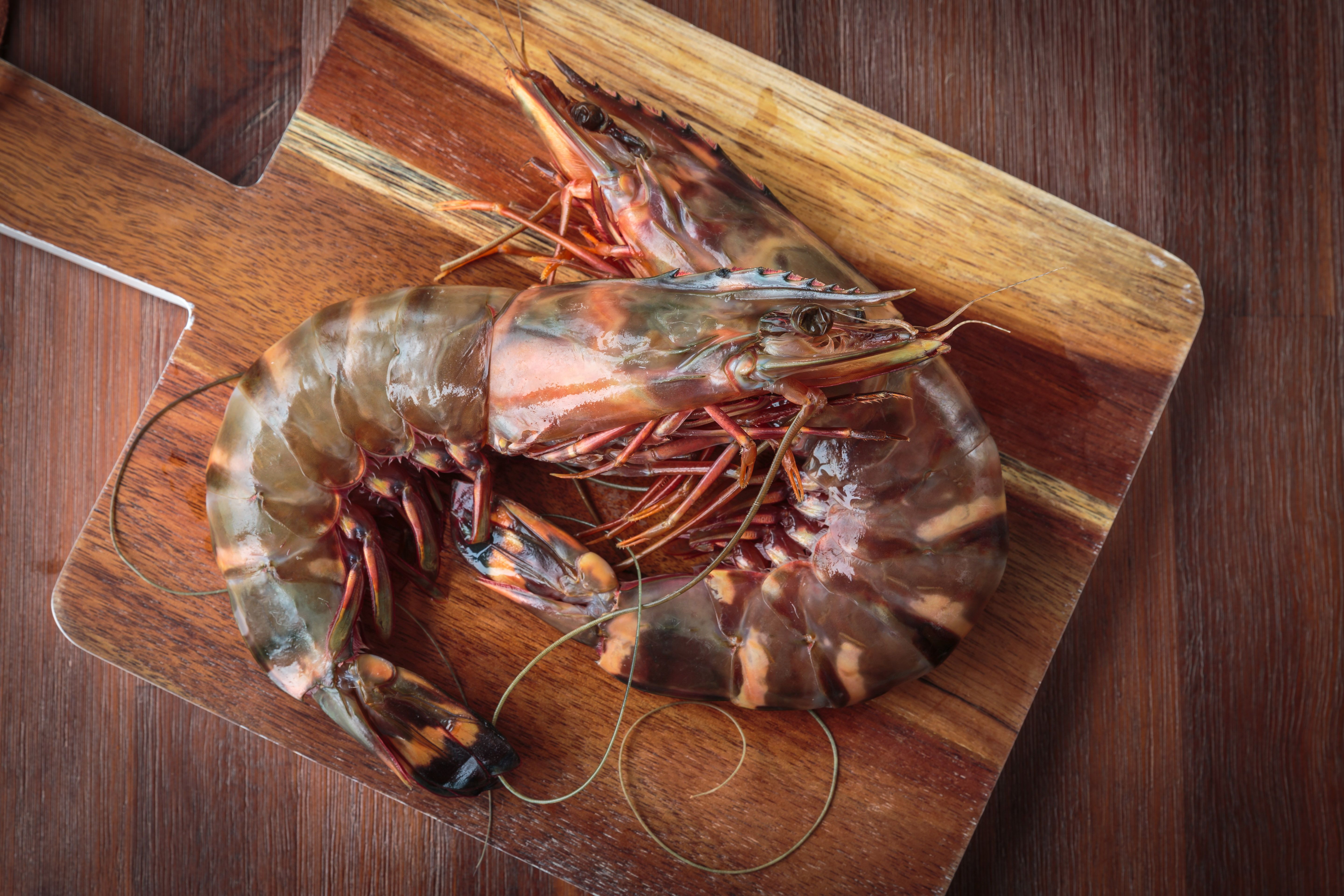Gambas sind groß Gambas sind groß
