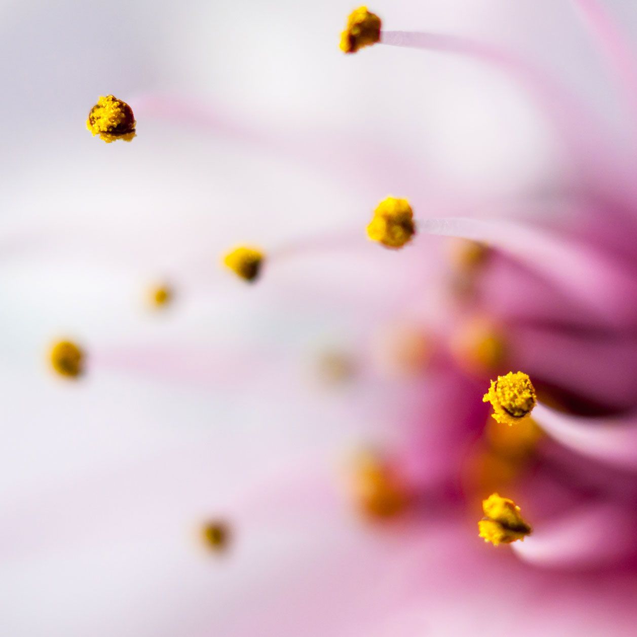 pollen-heuschnupfen-symptom pollen-heuschnupfen-symptom