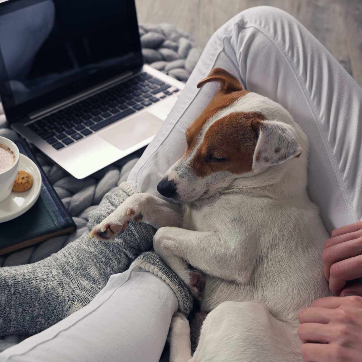 DIESE &Uuml;bungen f&ouml;rdern die Bindung zwischen Mensch und Hund