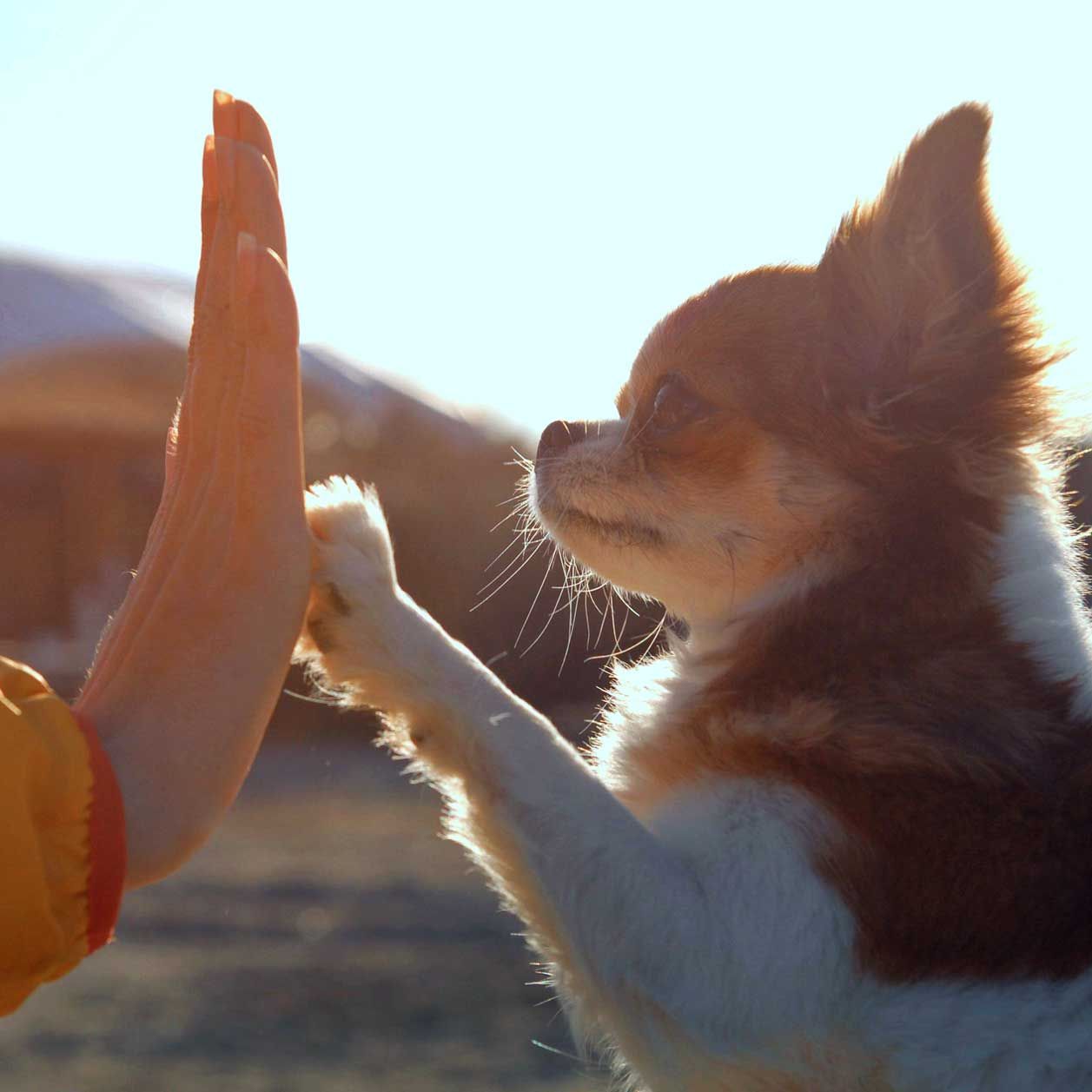 Das &Uuml;ben von Tricks verbindet dich mit deinem Hund.