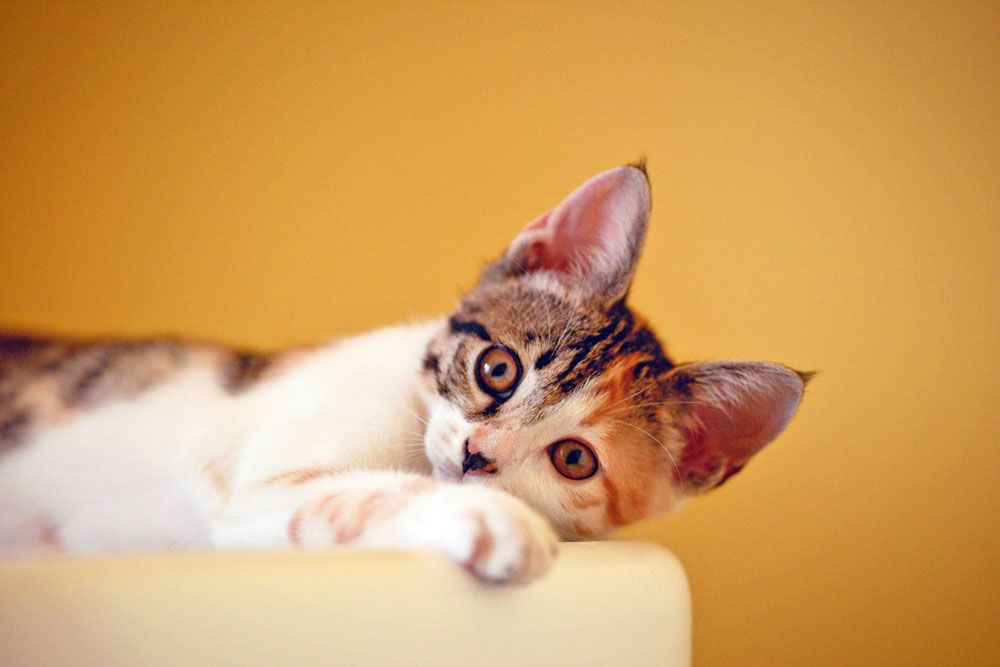 Katzen besch&auml;ftigen: Die besten Tricks und Ideen