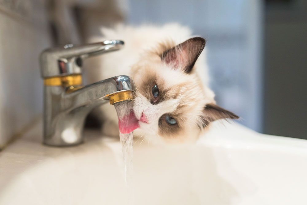 Katze bei Hitze abk&uuml;hlen:&nbsp;Feuchtfutter und zum Trinken animieren