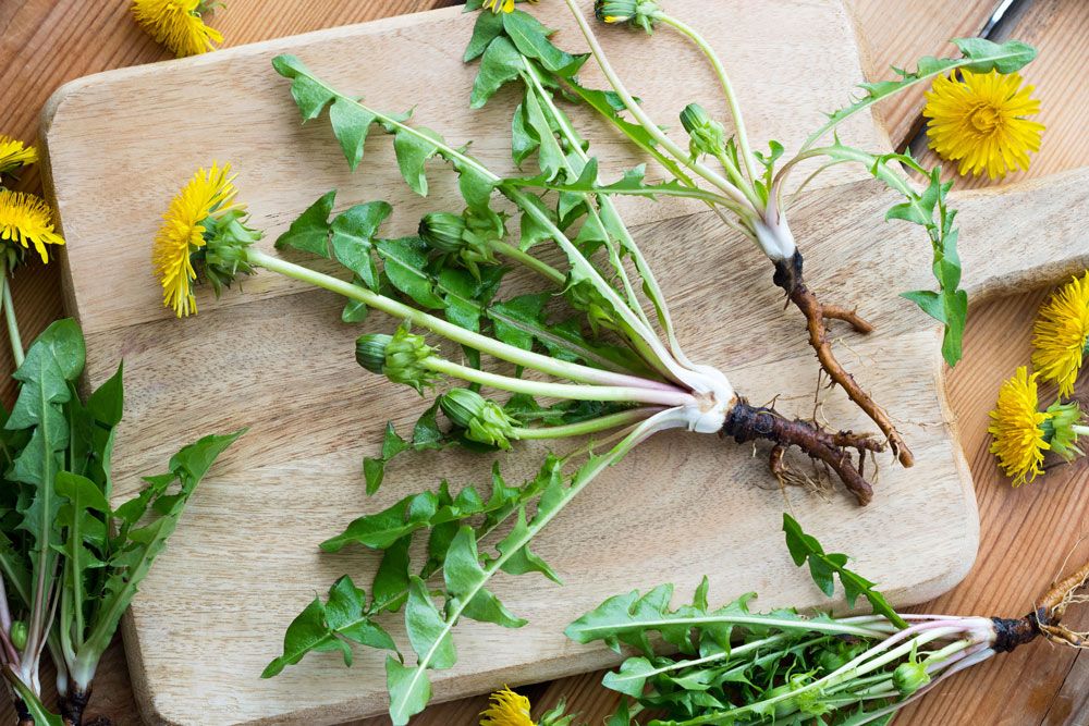 Narben entfernen mit Löwenzahnwurzel Narben entfernen mit Löwenzahnwurzel