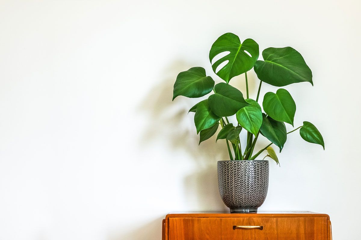 Monstera deliciosa Pflege: Das m&uuml;sst ihr beachten