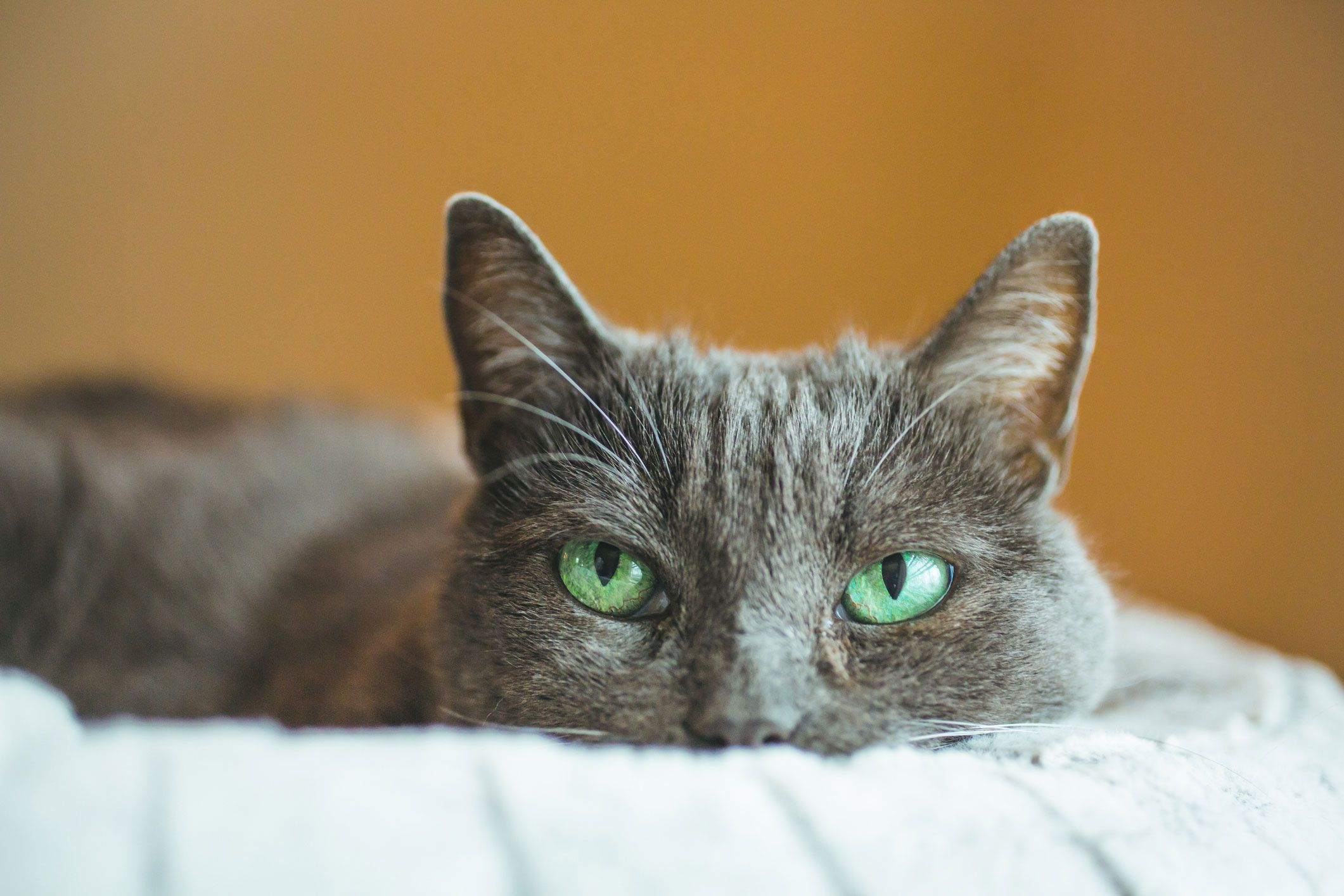 Graue Katze mit gr&uuml;nen Augen liegt auf einem Sofa.