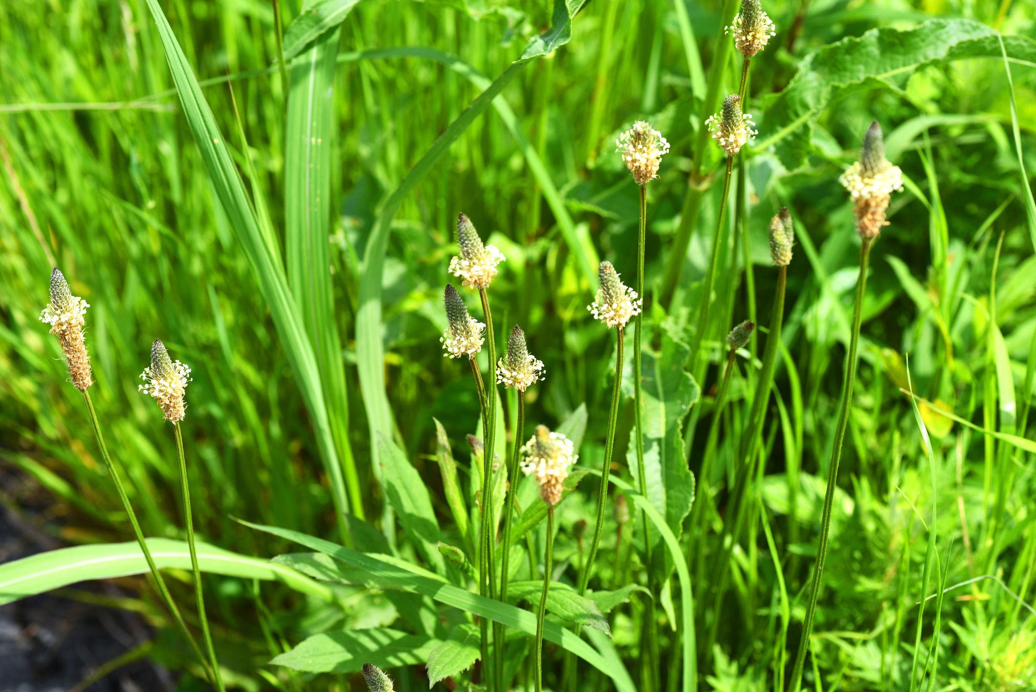 Wilden Spitzwegerich findet man am Wegesrand Wilden Spitzwegerich findet man am Wegesrand