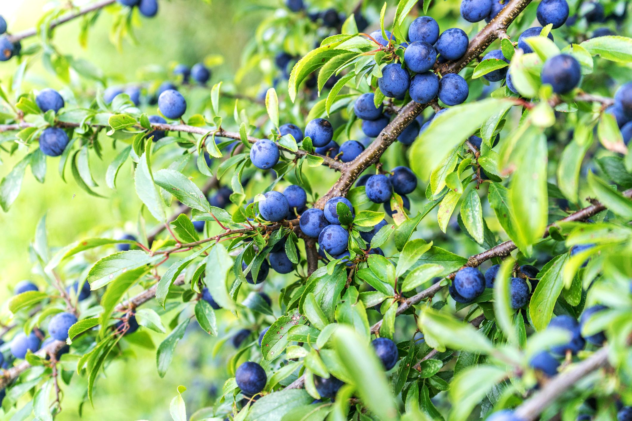 Die Beeren des Schlehdorn erst nach dem ersten Frost ernten Die Beeren des Schlehdorn erst nach dem ersten Frost ernten
