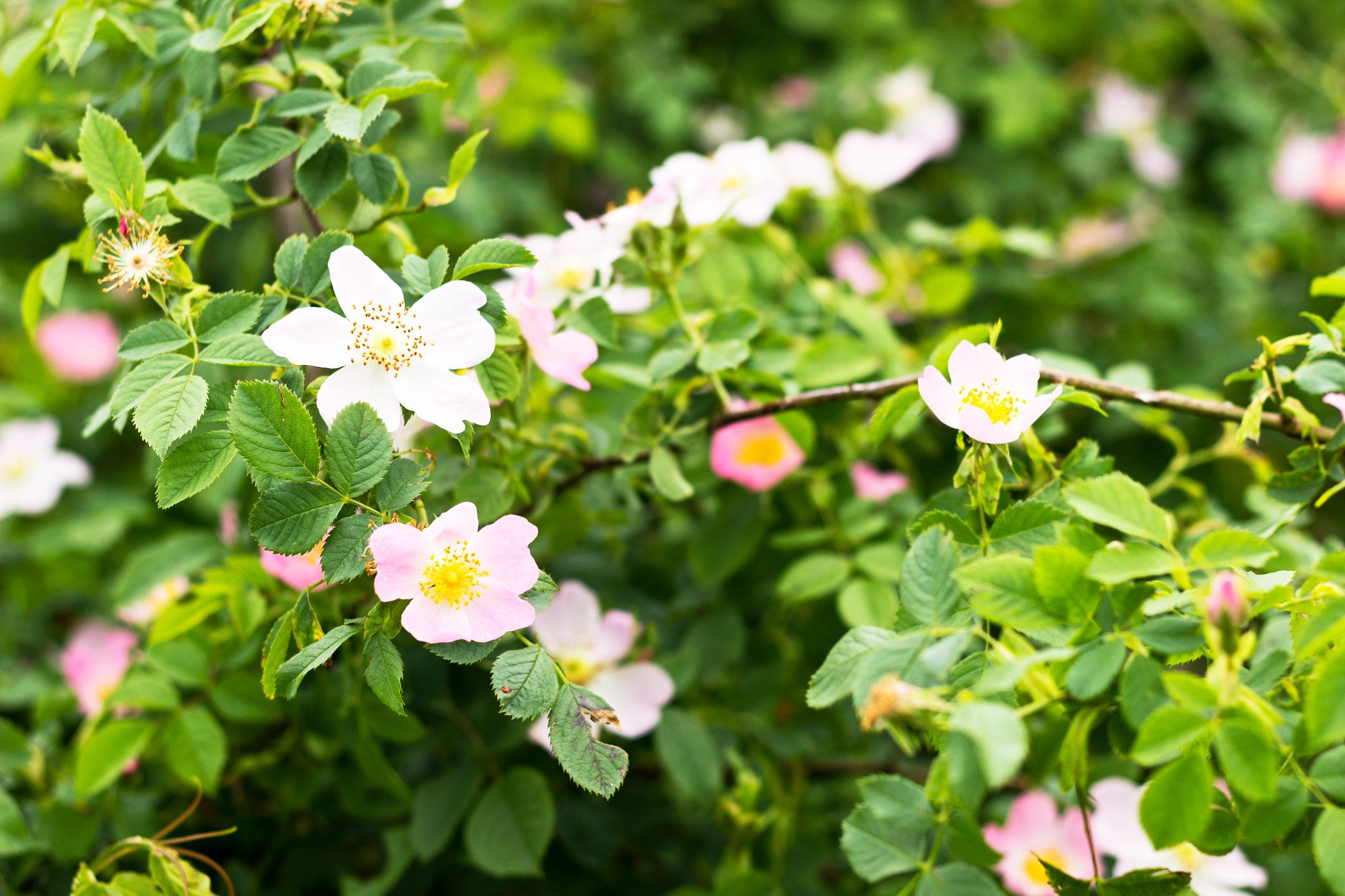 Die Wildrose wächst an sonnigen Waldrändern Die Wildrose wächst an sonnigen Waldrändern