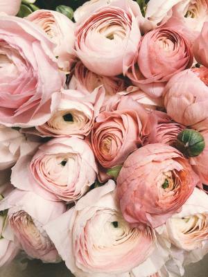 Ein Duft wie ein Strauß frischer Rosen