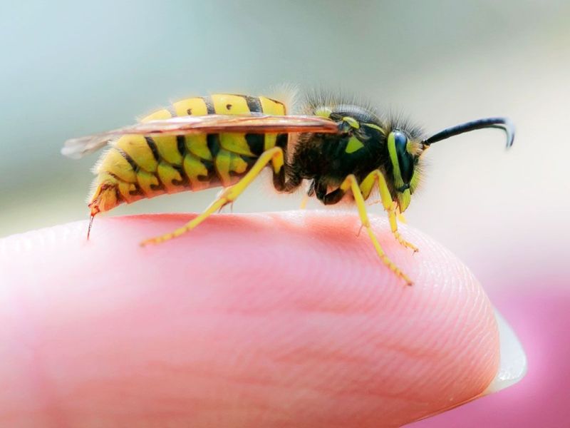 Wespe sitzt auf Finger