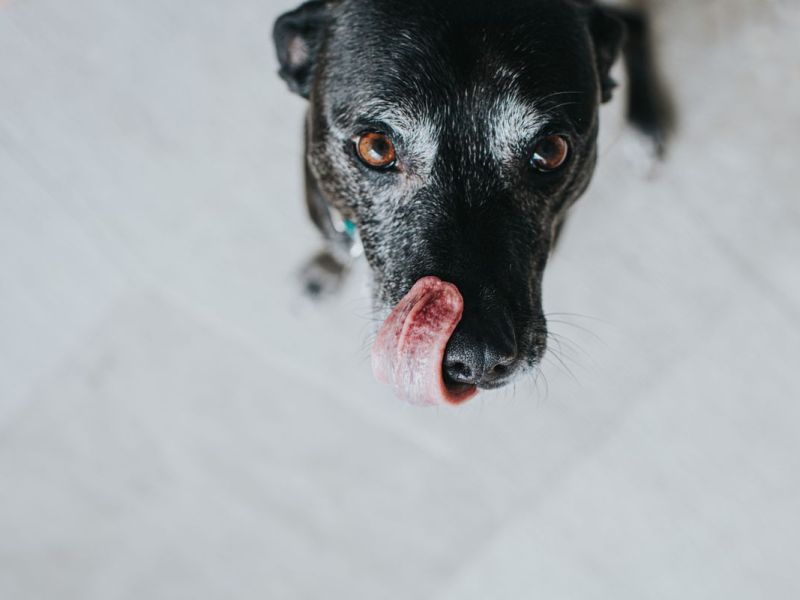 Schwarzer Hunde Senior schleckt sich mit der Zunge &uuml;ber das Maul