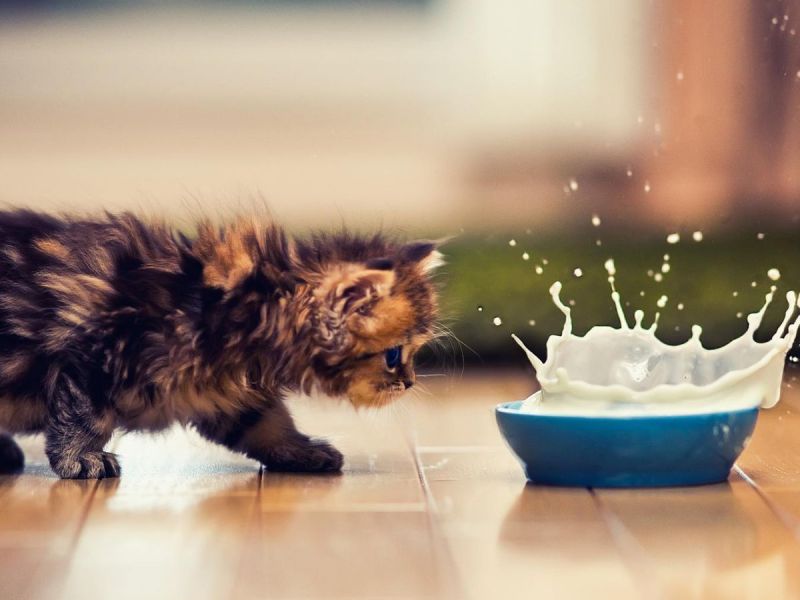D&uuml;rfen Katzen Milch trinken?