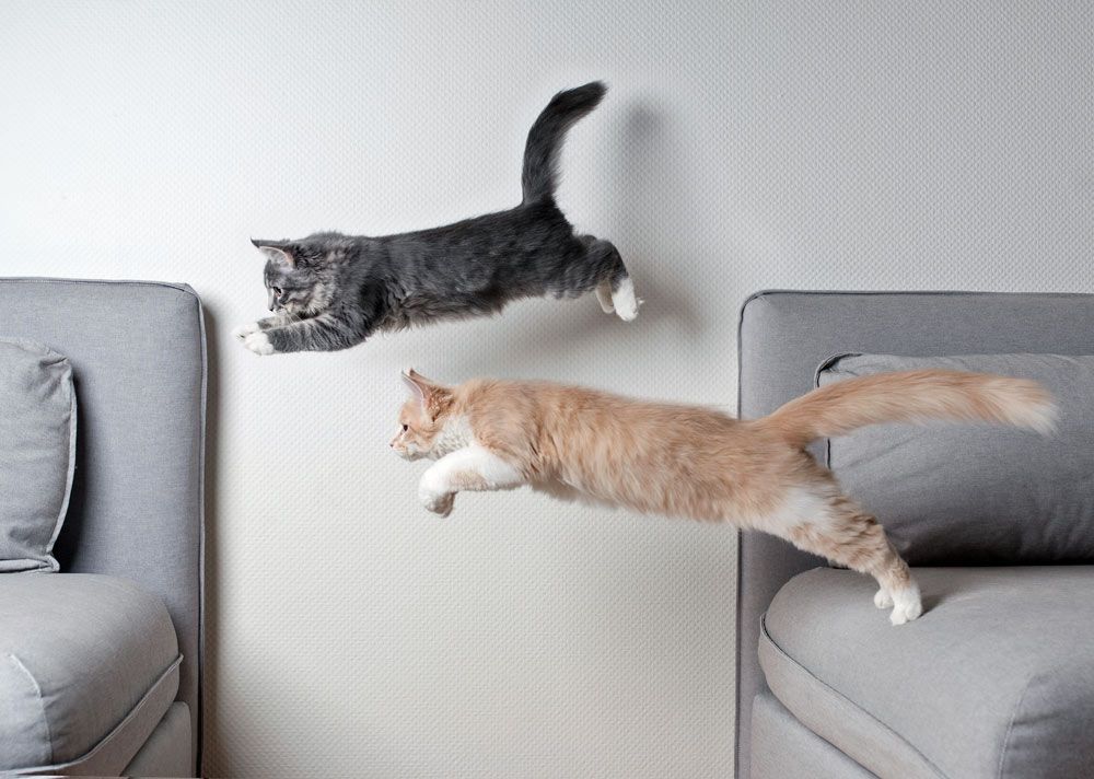Katzen zusammenf&uuml;hren: Die passende Zweitkatze finden