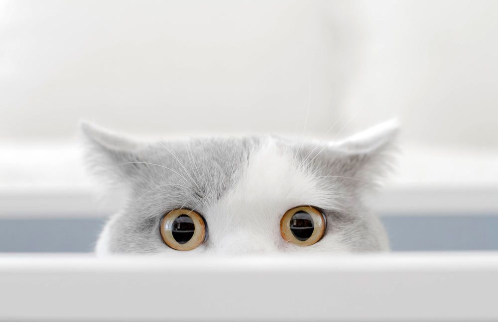 Katzen zusammenf&uuml;hren: Zwei Katzen aneinander gew&ouml;hnen