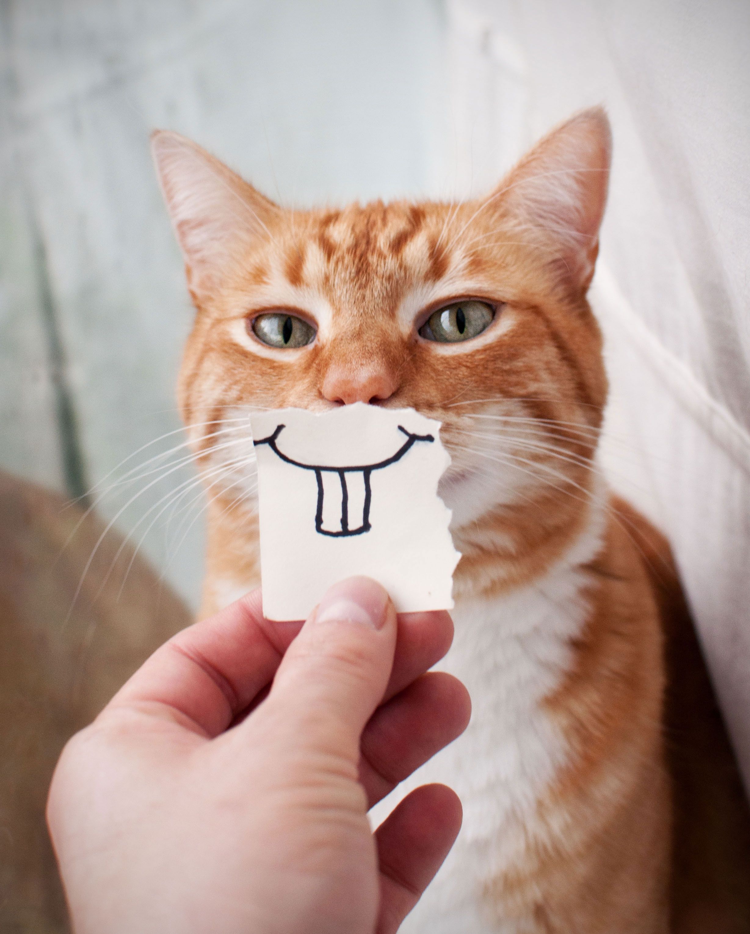 Katze blickt in die Kamera, eine Hand h&auml;lt eine Zeichnung vor ihr Gesicht.