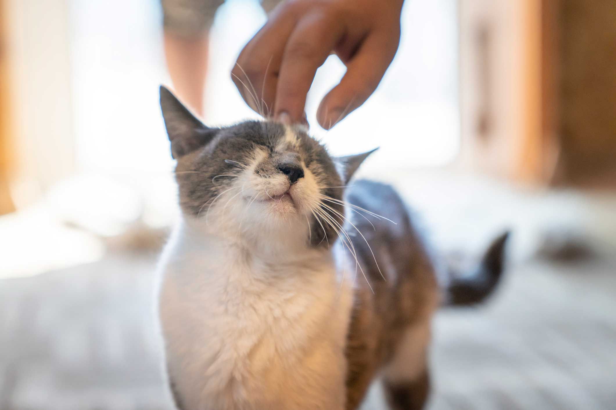 Katzenurin sollte direkt entfernt werden Katzenurin sollte direkt entfernt werden