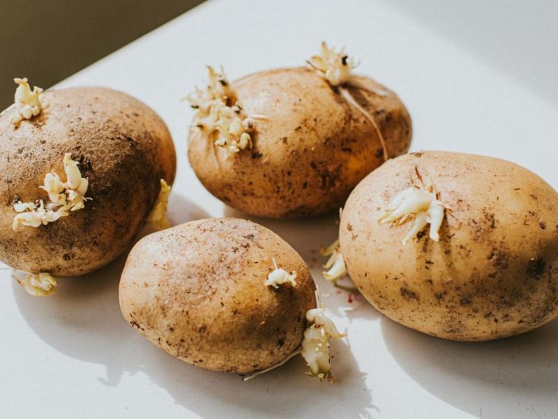 Keimende Kartoffeln: Essen oder nicht?