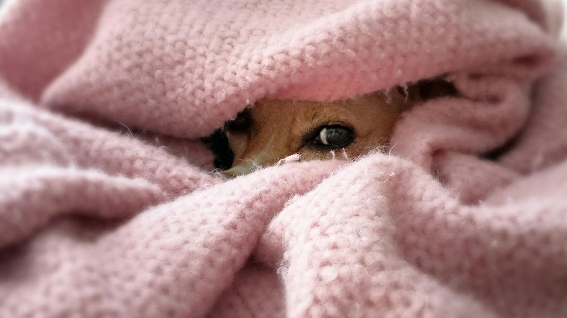 Hund f&uuml;rchtet sich an Silvester