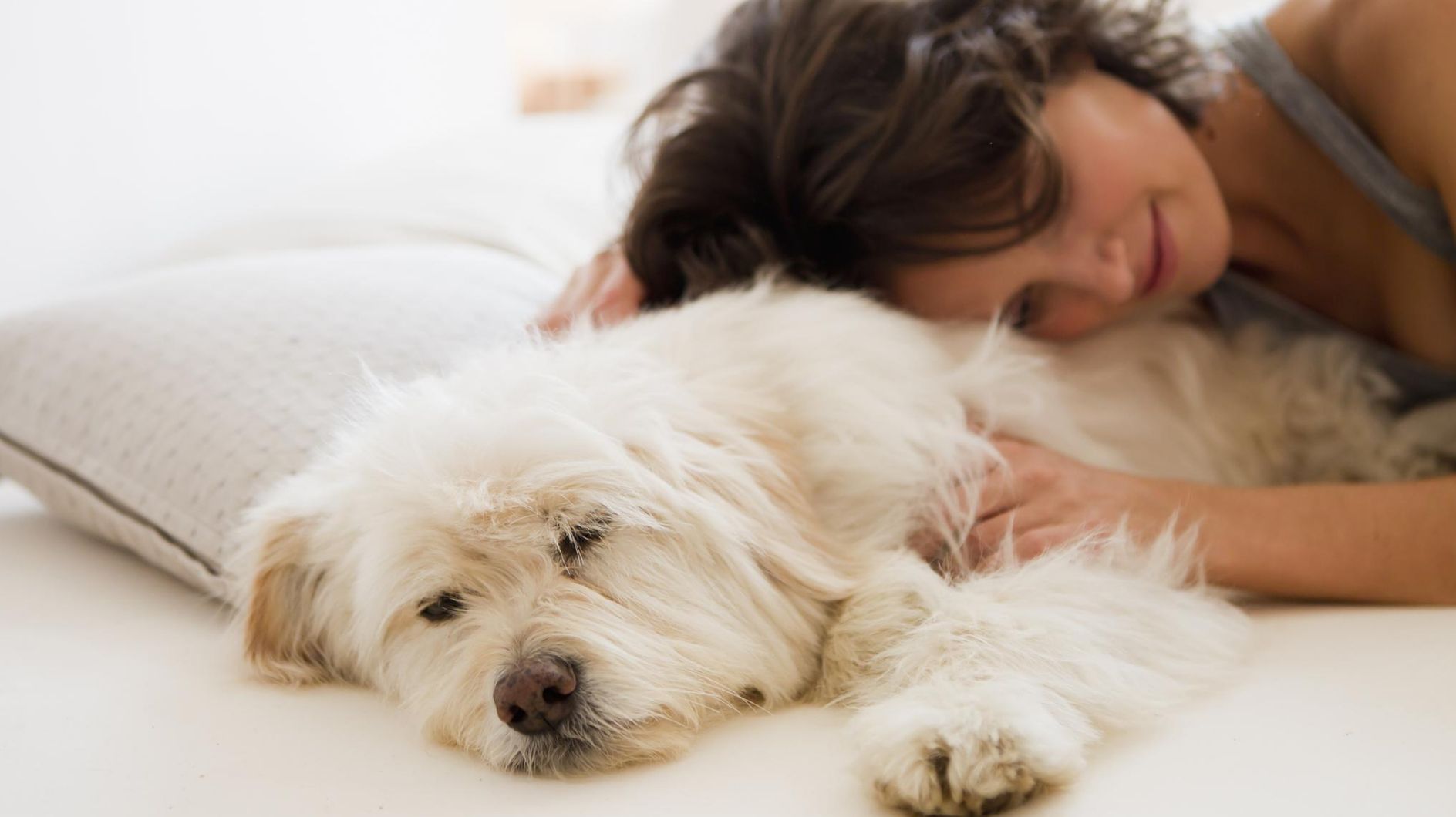 Weißer Hund im Bett Weißer Hund im Bett