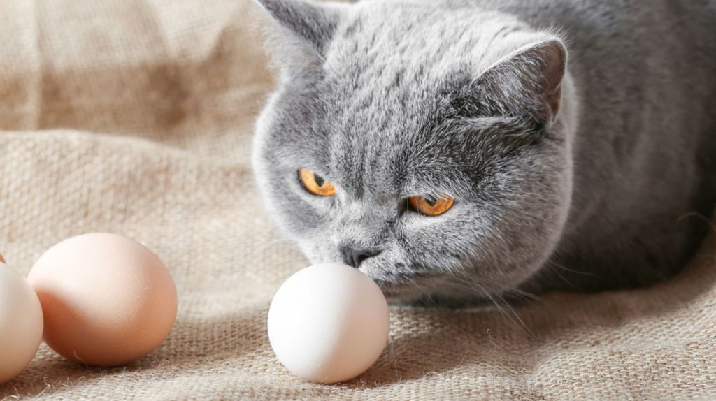 Katze schn&uuml;ffelt an Ei