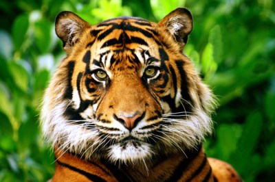 Der Tiger Der Tiger
