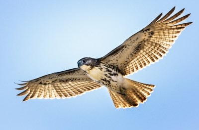 Der Falke Der Falke