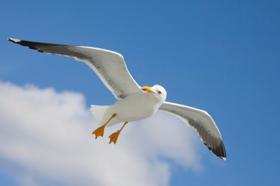 Die Möwe Die Möwe