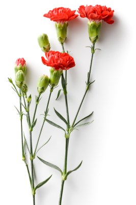 Geburtsblume für Januar: Nelke Geburtsblume für Januar: Nelke