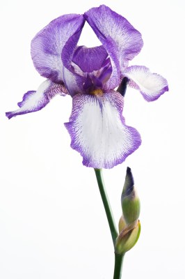 Geburtsblume für Februar: Iris Geburtsblume für Februar: Iris