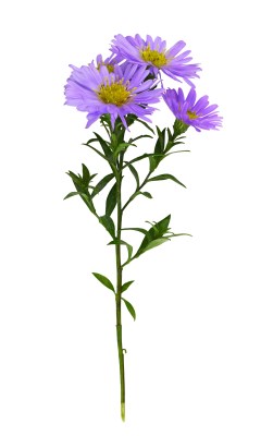 Geburtsblume für September: Astern Geburtsblume für September: Astern