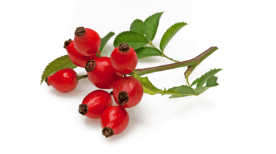 Frische Hagebutten mit Bl&auml;ttern als beste heimische Vitamin-C-Quelle zur Unterst&uuml;tzung des Immunsystems.