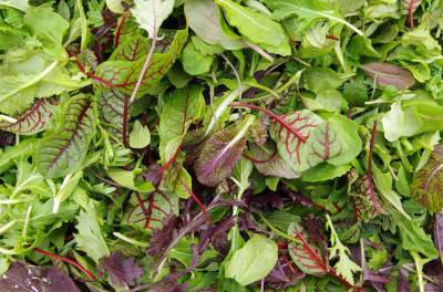 Salate, Micro Greens, Kräuter und anderes Blattgemüse enthalten kaum Kohlenhydrate. Dafür viele anderen wertvollen Nährstoffe. Frischer gemischter Salat, gestapeltes Feldgemüse, Nahaufnahme
