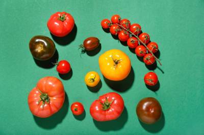 Verschiedene frische Tomaten auf gr&uuml;nem Hintergrund
