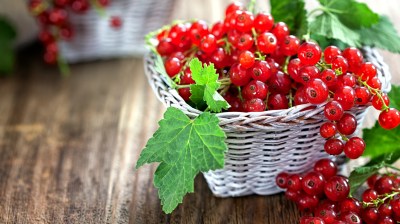 <strong>Johannisbeeren: Juni -September</strong> Saisonkalender Obst: Johannisbeere