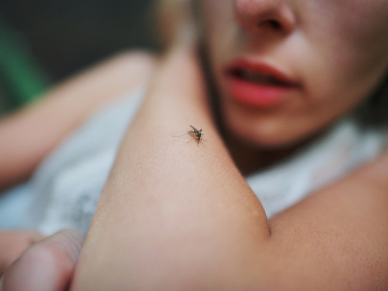 Eine M&uuml;cke sitzt auf dem Arm einer Frau