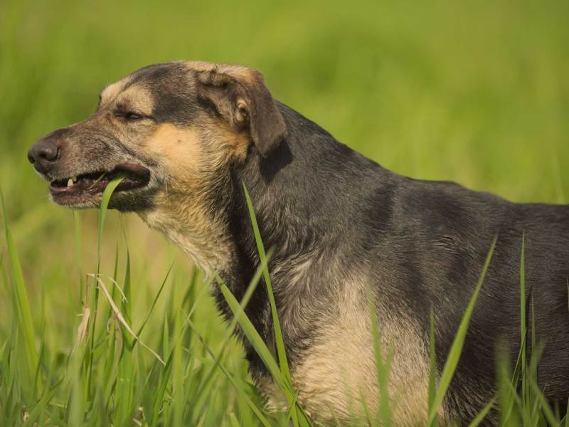 Hund, Sch&auml;ferhund-Mischling frisst Gras