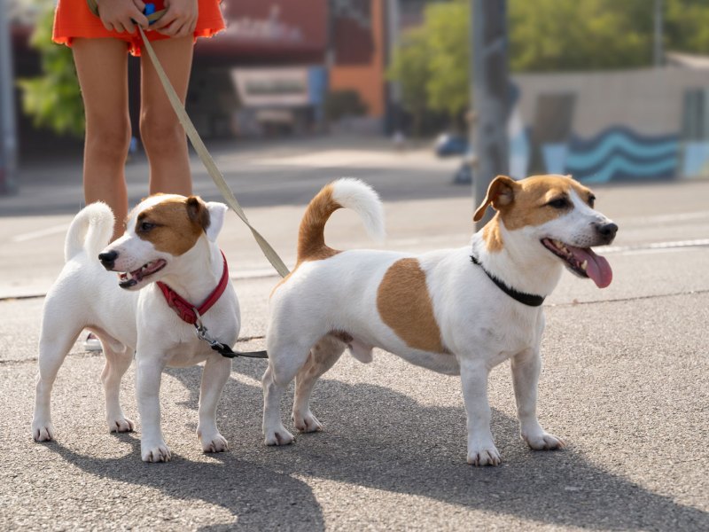 Zwei Jack Russel terrier auf Straße im Sommer