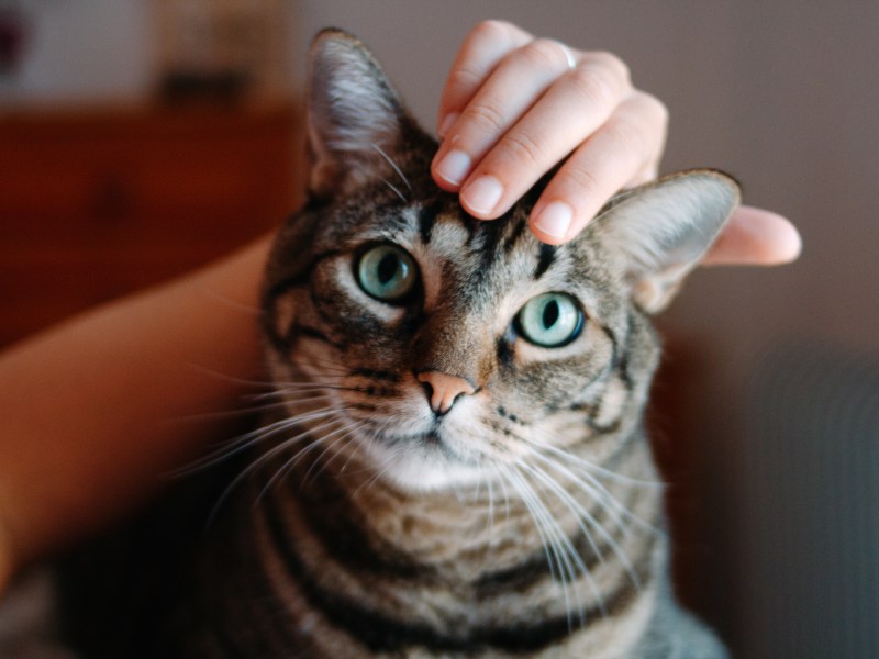 Katze mit gr&uuml;nen Augen wird von Hand gestreichelt